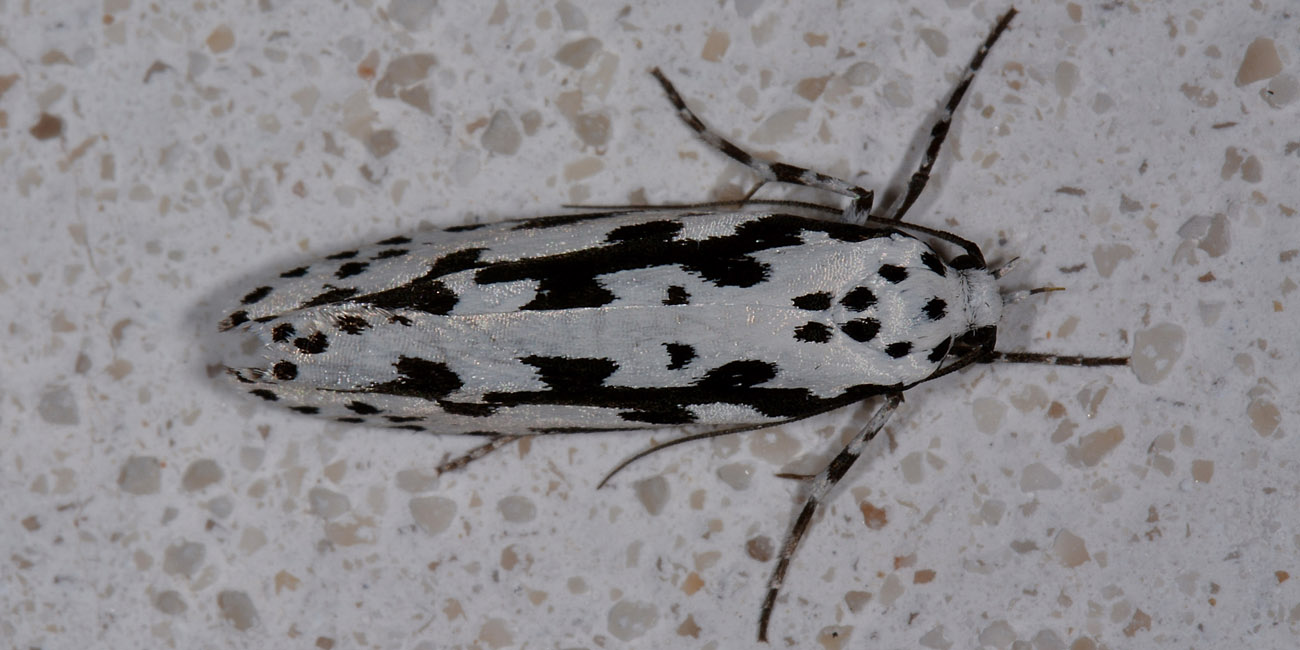 Elachistidae? S, Ethmia pusiella